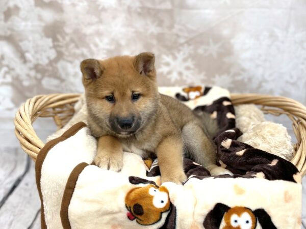 Shiba Inu DOG Male Red Sesame 14786 Petland Chillicothe, Ohio