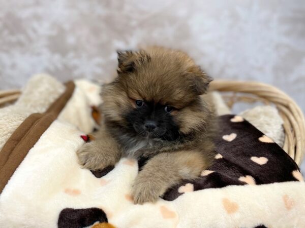 Pomeranian DOG Male Sable 14785 Petland Chillicothe, Ohio