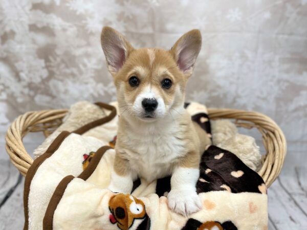 Pembroke Welsh Corgi DOG Female Red / White 14784 Petland Chillicothe, Ohio