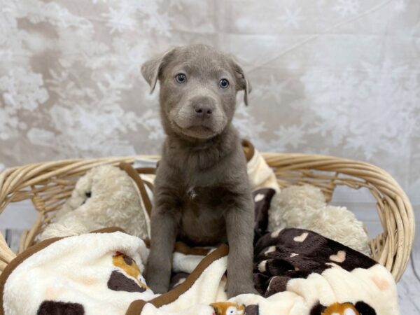 Labrador Retriever DOG Female Silver 14783 Petland Chillicothe, Ohio