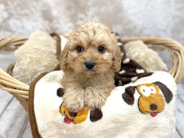 Cava Poo-DOG-Male-RED-14781-Petland Chillicothe, Ohio