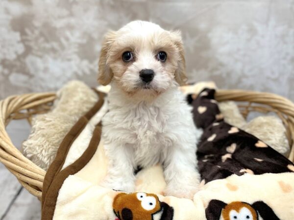 Cavachon-DOG-Female-BLENHEIM-14780-Petland Chillicothe, Ohio