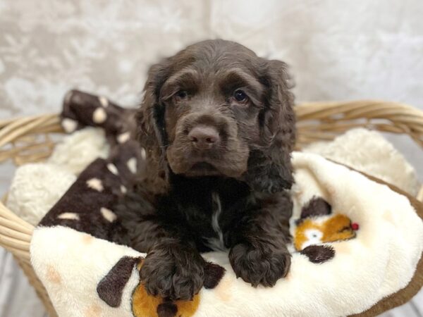 Cocker Spaniel-DOG-Male-choc-14809-Petland Chillicothe, Ohio