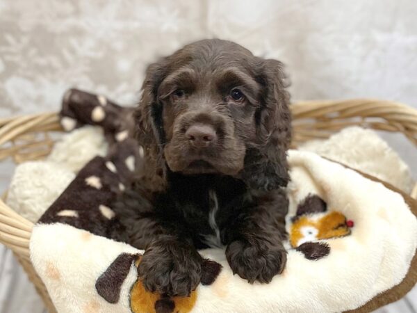 Cocker Spaniel DOG Male choc 14809 Petland Chillicothe, Ohio