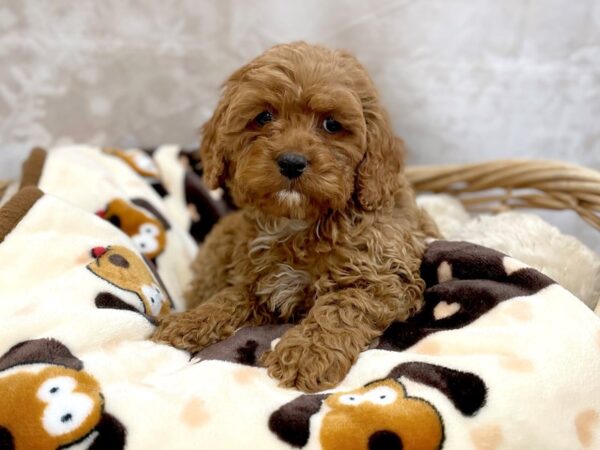 Cock A Poo-DOG-Male-Red-14808-Petland Chillicothe, Ohio