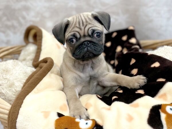 Pug DOG Male Fawn 14807 Petland Chillicothe, Ohio