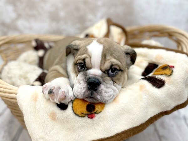 Bulldog DOG Female Fawn / White 14805 Petland Chillicothe, Ohio