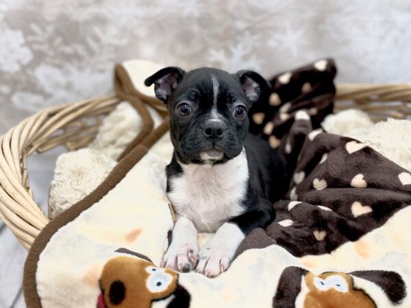 Boston Terrier DOG Male Black / White 14804 Petland Chillicothe, Ohio