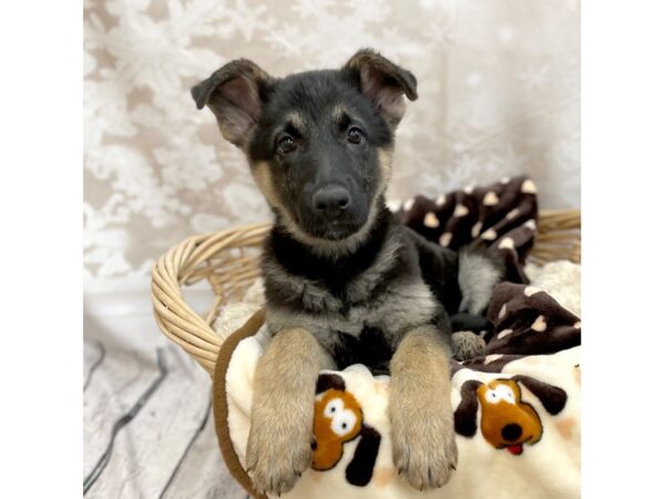 German Shepherd Dog DOG Female Black / Tan 14803 Petland Chillicothe, Ohio