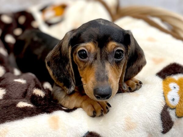 Dachshund DOG Female Black / Tan 14802 Petland Chillicothe, Ohio