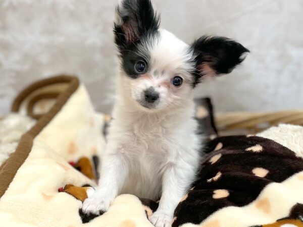 Papillon DOG Male Black / White 14799 Petland Chillicothe, Ohio