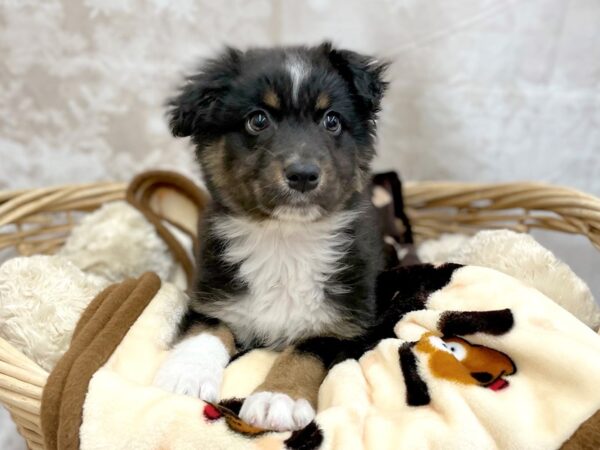 Australian Shepherd DOG Male Black 14797 Petland Chillicothe, Ohio