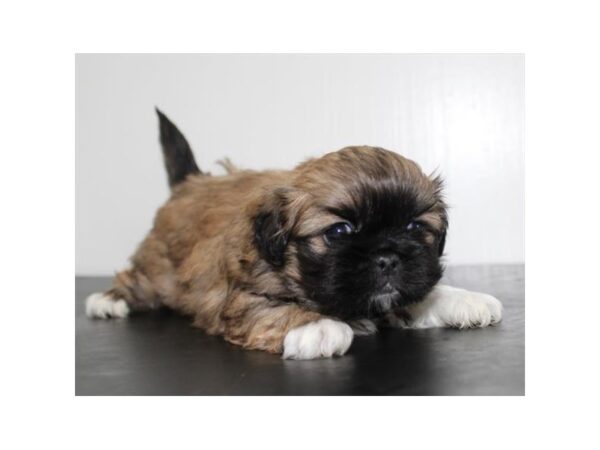 Pekingese DOG Female Sable / White 14819 Petland Chillicothe, Ohio