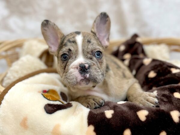 French Bulldog DOG Male Fawn Merel 14810 Petland Chillicothe, Ohio