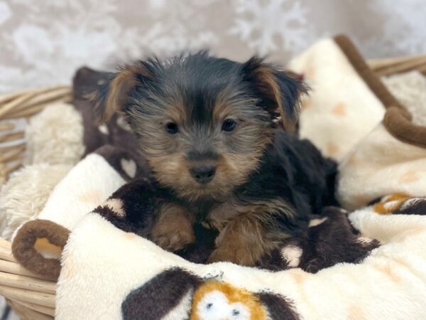 Yorkshire Terrier DOG Female Black / Tan 14811 Petland Chillicothe, Ohio