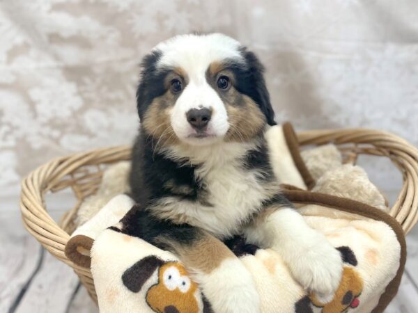 Miniature Australian Shepherd DOG Female Black 14812 Petland Chillicothe, Ohio
