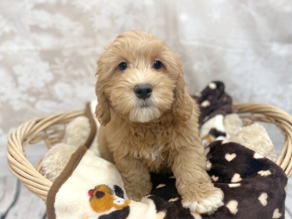 Goldendoodle Mini 2nd Gen DOG Female Red 14813 Petland Chillicothe, Ohio