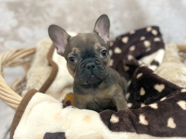 French Bulldog DOG Male Red Sable 14814 Petland Chillicothe, Ohio