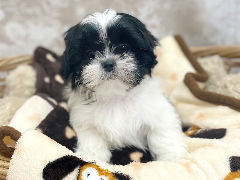 Black white shop shih tzu puppy