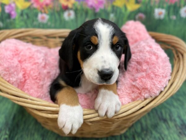 Greater Swiss Mountain Dog-DOG-Female-Black, White / Red-14834-Petland Chillicothe, Ohio