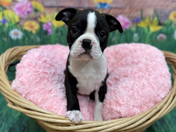 Boston Terrier DOG Male Black / White 14832 Petland Chillicothe, Ohio