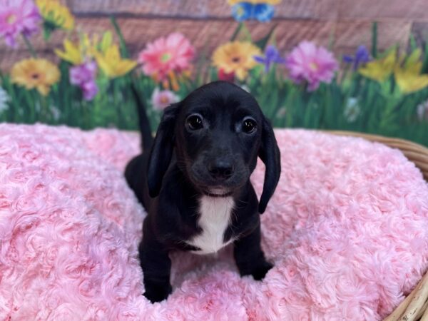 Dachshund DOG Male Blk & Wh 14830 Petland Chillicothe, Ohio