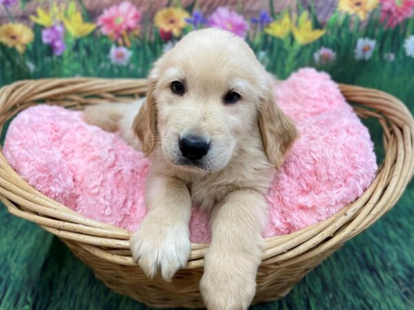 Golden Retriever-DOG-Male-Golden-14829-Petland Chillicothe, Ohio