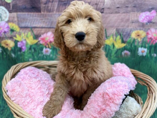 Goldendoodle DOG Female Red 14828 Petland Chillicothe, Ohio