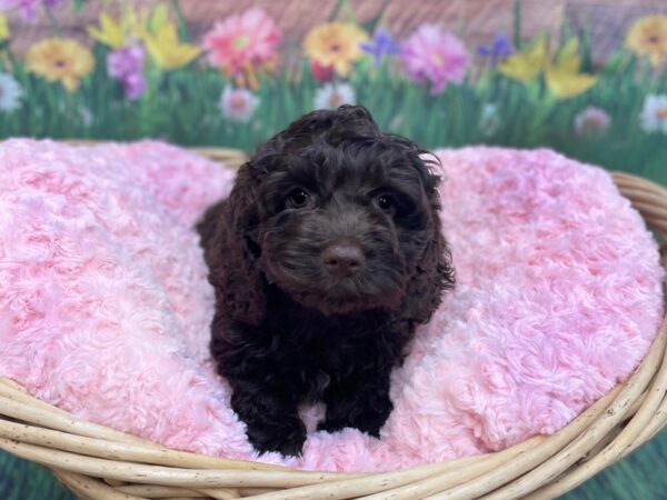 Cock A Poo-DOG-Female-CHOC-14826-Petland Chillicothe, Ohio