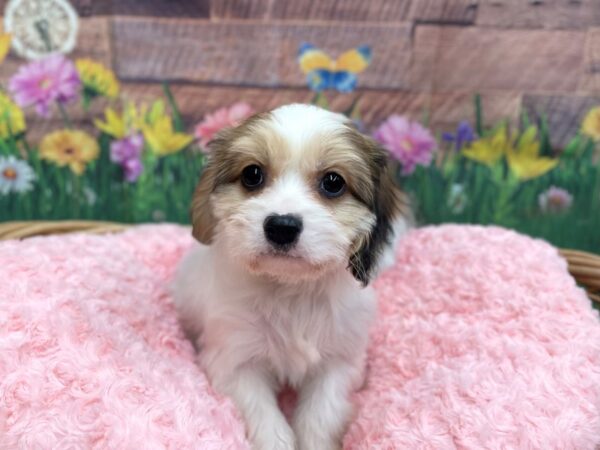 Cava Chon-DOG-Male-BLENHEIM-14827-Petland Chillicothe, Ohio