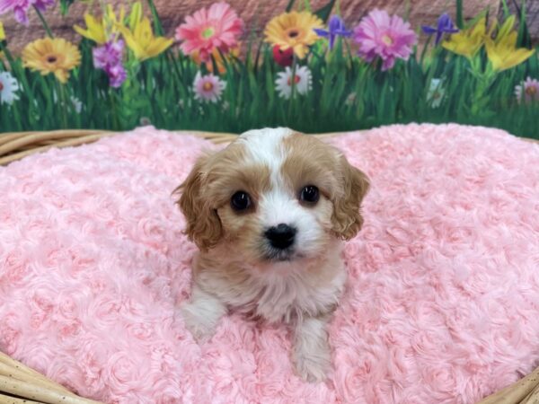 Cava Chon-DOG-Male-BLENHEIM-14825-Petland Chillicothe, Ohio