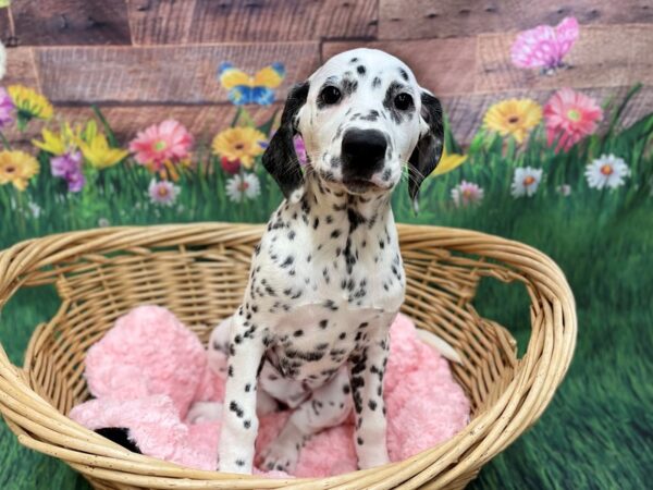 Dalmatian DOG Female Black / White 14824 Petland Chillicothe, Ohio