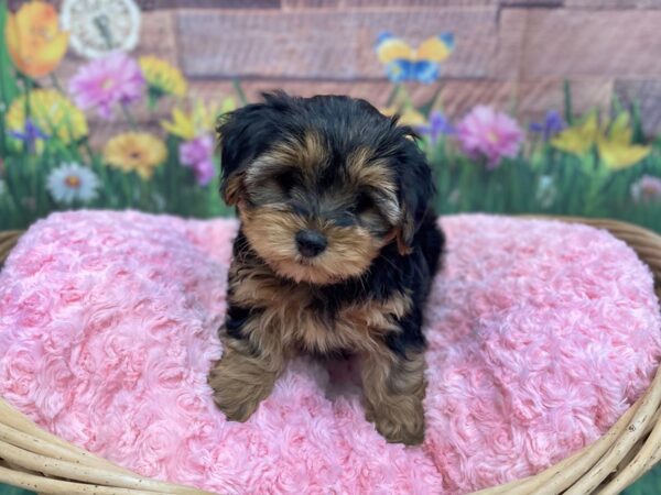 Morkie DOG Female Black / Tan 14823 Petland Chillicothe, Ohio