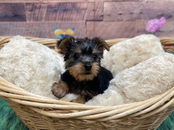 Silky Terrier DOG Female Black / Tan 14821 Petland Chillicothe, Ohio