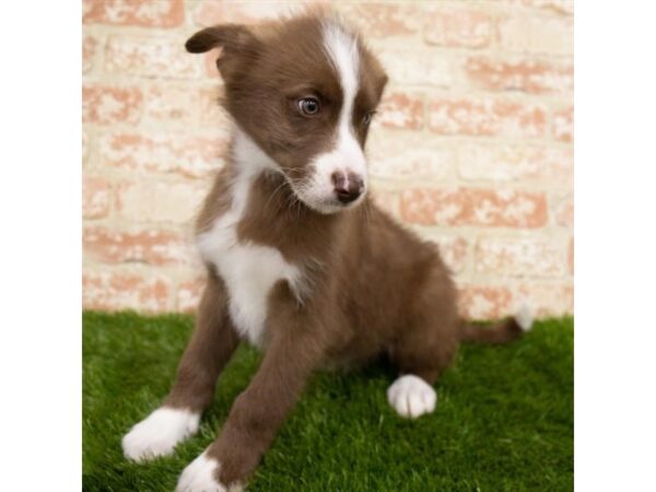 Huskipoo DOG Male Red 14842 Petland Chillicothe, Ohio