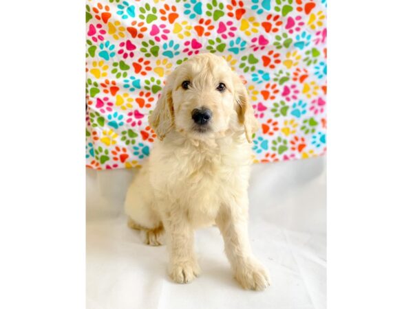 Goldendoodle 2nd Gen DOG Male Light Golden 14937 Petland Chillicothe, Ohio