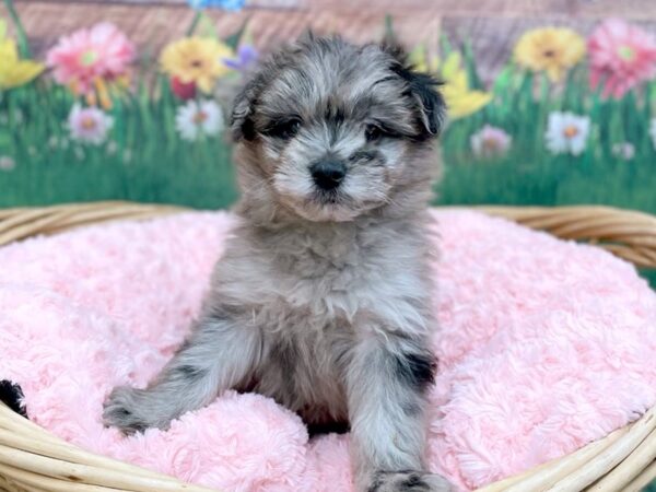 Miniature Poodle/Pomeranian DOG Male Blue Merle 14851 Petland Chillicothe, Ohio