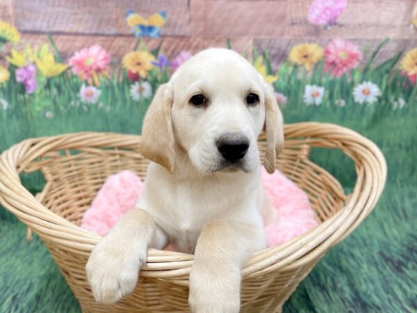 Labrador Retriever DOG Male Yellow 14848 Petland Chillicothe, Ohio