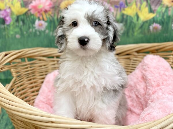 Mini Sheepadoodle DOG Male Blue Merle / White 14847 Petland Chillicothe, Ohio