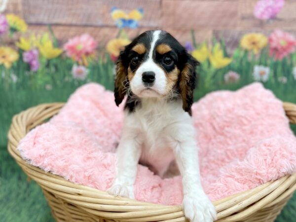 Cavalier King Charles Spaniel DOG Male Black Tan / White 14845 Petland Chillicothe, Ohio