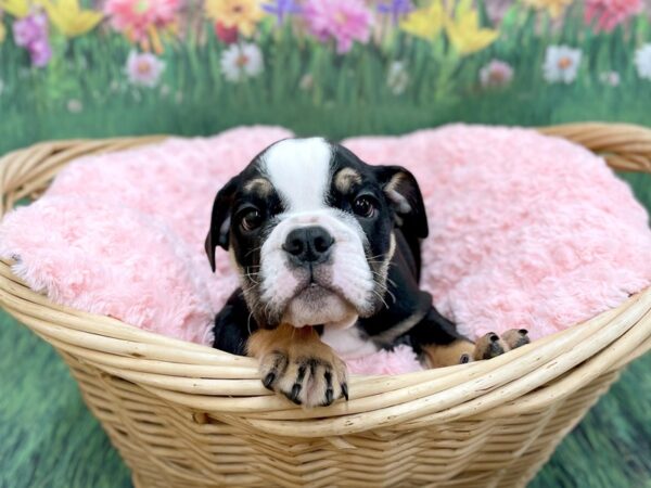 Bulldog DOG Male Black White / Tan 14844 Petland Chillicothe, Ohio