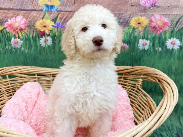 Goldendoodle-DOG-Female-Cream-14839-Petland Chillicothe, Ohio