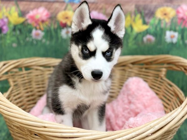 Siberian Husky DOG Female Black / White 14837 Petland Chillicothe, Ohio