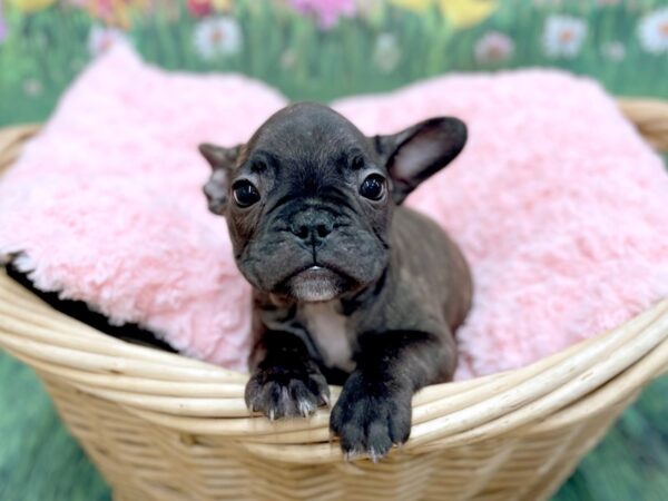 French Bulldog DOG Male Brindle 14836 Petland Chillicothe, Ohio