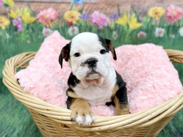 Bulldog DOG Male Black White / Tan 14835 Petland Chillicothe, Ohio