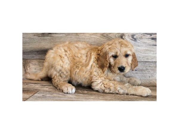 Goldendoodle 2nd Gen-DOG-Male-Golden-14860-Petland Chillicothe, Ohio