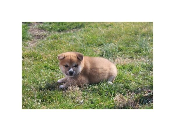 Shiba Inu DOG Male Red Sesame 14866 Petland Chillicothe, Ohio