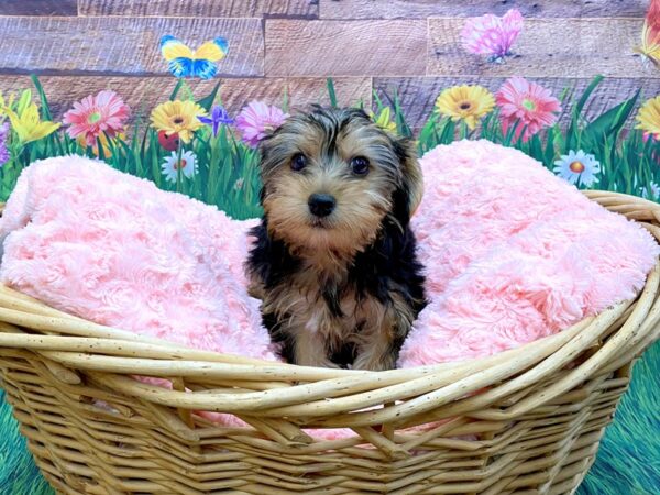 Yorkshire Terrier DOG Female Black / Tan 14852 Petland Chillicothe, Ohio