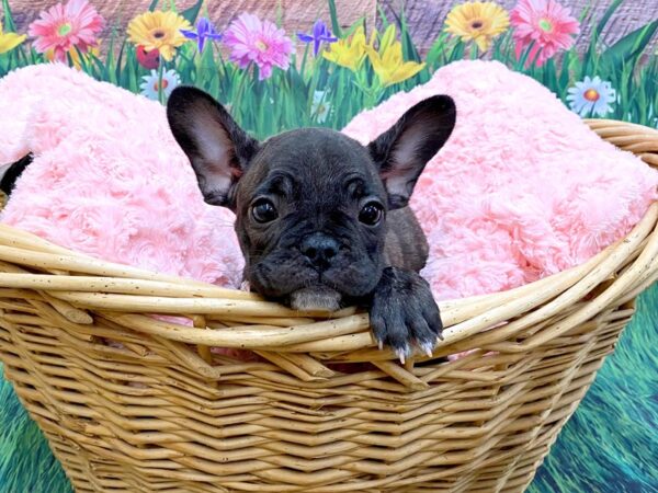 French Bulldog DOG Female Brindle 14854 Petland Chillicothe, Ohio