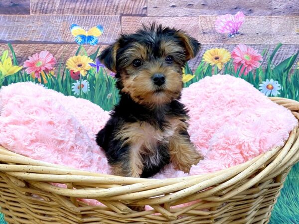 Yorkshire Terrier DOG Female Black / Tan 14855 Petland Chillicothe, Ohio